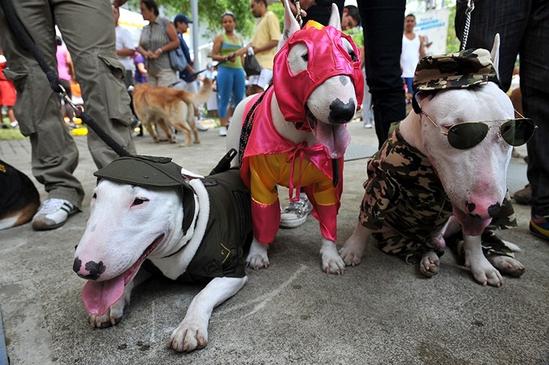 Three dogs dressed as (L to R) police officer, wrestler and soldier participate in the Family Pet festival, on October 25, 2009. (AFP Photo)