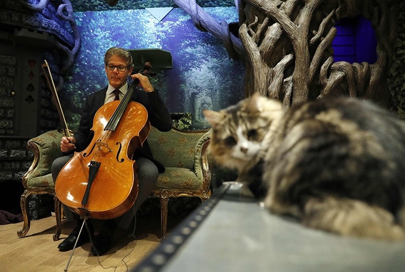 David Teie, an US composer and cellist, prepares to play his cello during a interview to ptomote his new album ,Music for Cats, at Lady Dinah's Cat Emporium in London on October 18, 2016. 