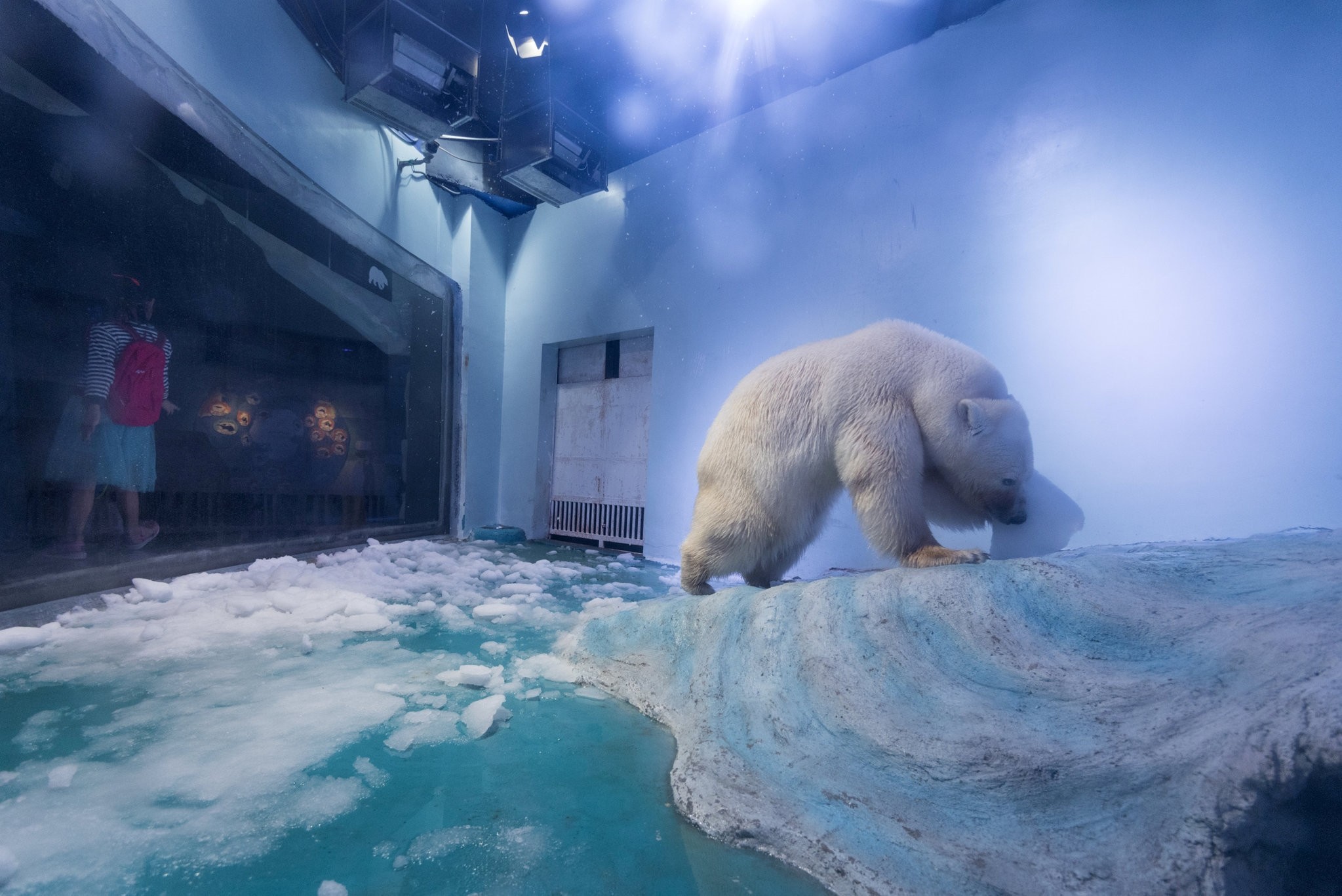 World S Saddest Polar Bear Showing Signs Of Mental Decline In Chinese Mall Daily Sabah