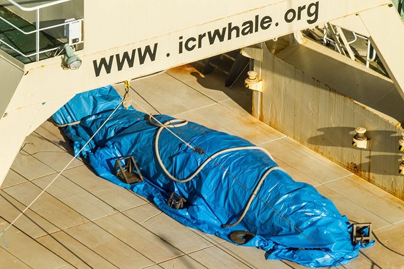A handout photo made available by activist group Sea Shepherd allegedly shows a dead Antarctic mink whale onboard the Japanese vessel Nisshin Maru in Antarctic waters in the Australian Whale Sanctury, 15 January 2017. (EPA Photo)