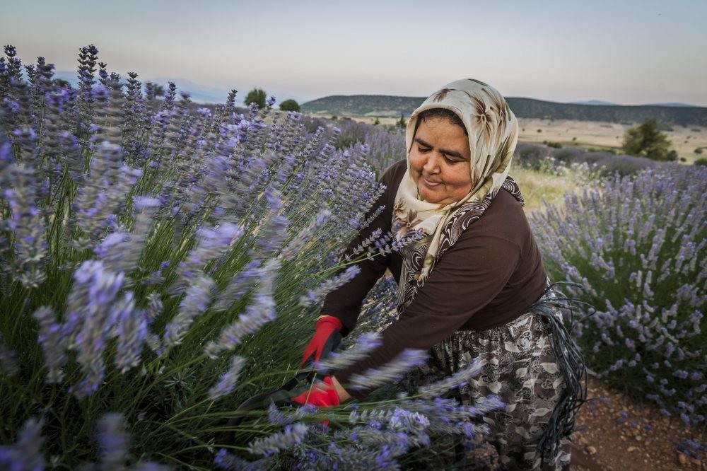 A local woman working in a lavender field in Isparta.