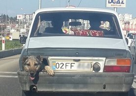 Adıyaman’da, stop lambası yerine köpek kafası