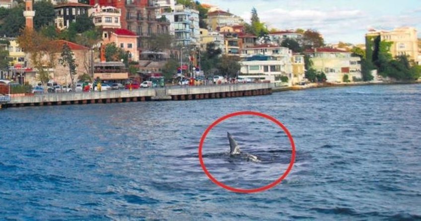 Boğaz'da köpekbalığı!