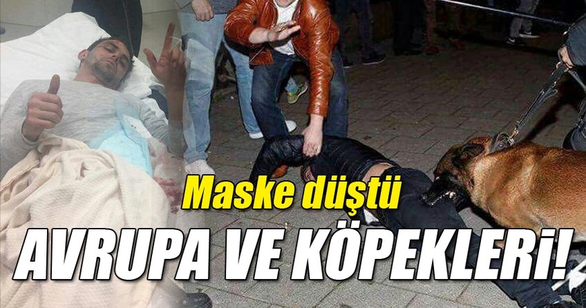 Avrupa ile köpekleri!