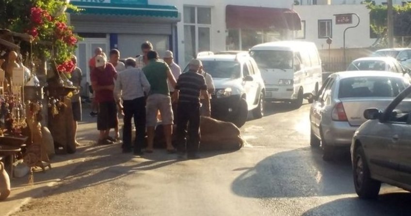 Muğla'da bunaltıcı sıcaklar hayvanları da etkiledi