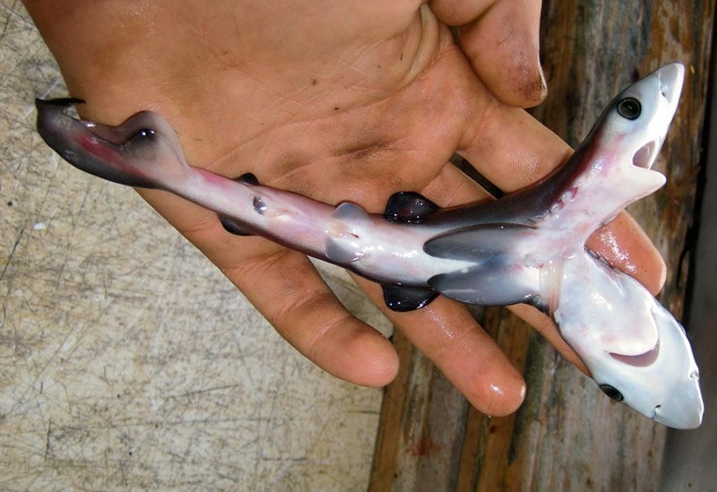 Two-headed blue shark fetus found in 2008 off Australia. (Photo by Christopher Johnston)