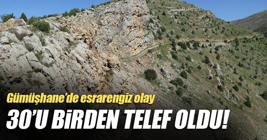30 koyun esrarengiz şekilde telef oldu