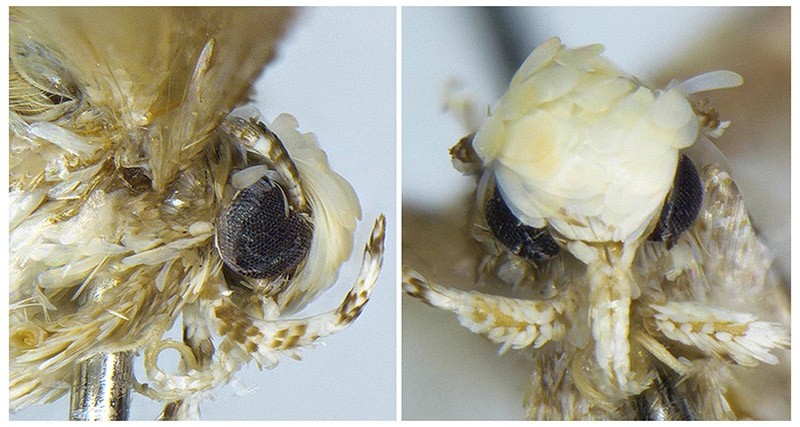 A small moth with a yellowish-white coif of scales, dubbed Neopalpa donaldtrumpi is seen in an undated combination photo provided by evolutionary biologist Vazrick Nazari. (Reuters Photo)
