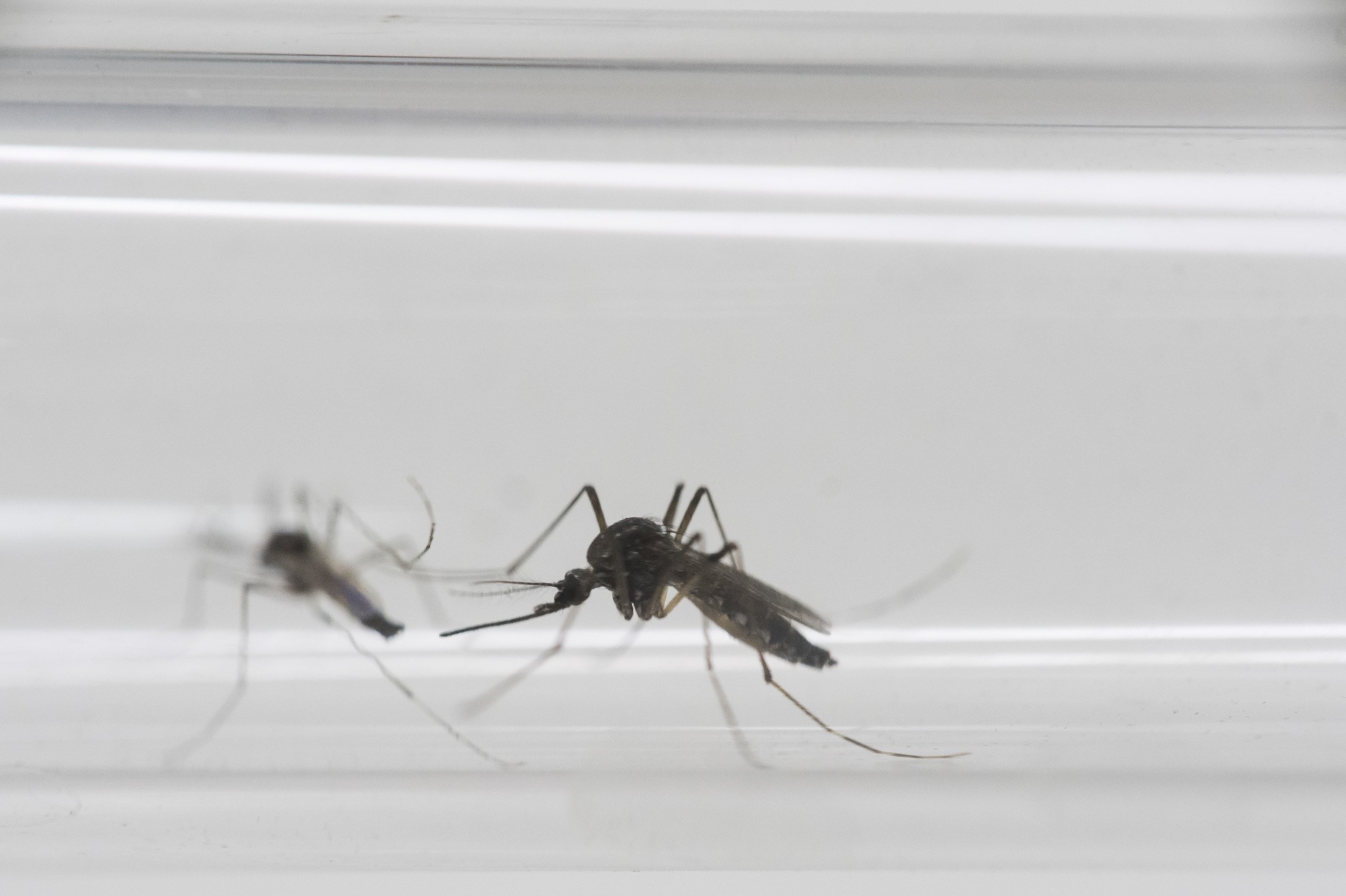 In this Monday, May 23, 2016 photo, Aedes aegypti mosquitos sit inside a glass tube at the Fiocruz institute where they have been screening for mosquitos naturally infected with the Zika virus in Rio de Janeiro, Brazil. (AP Photo)