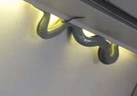 Havada korku dolu anlar! Uçağın içinde aniden yılan çıktı ve...