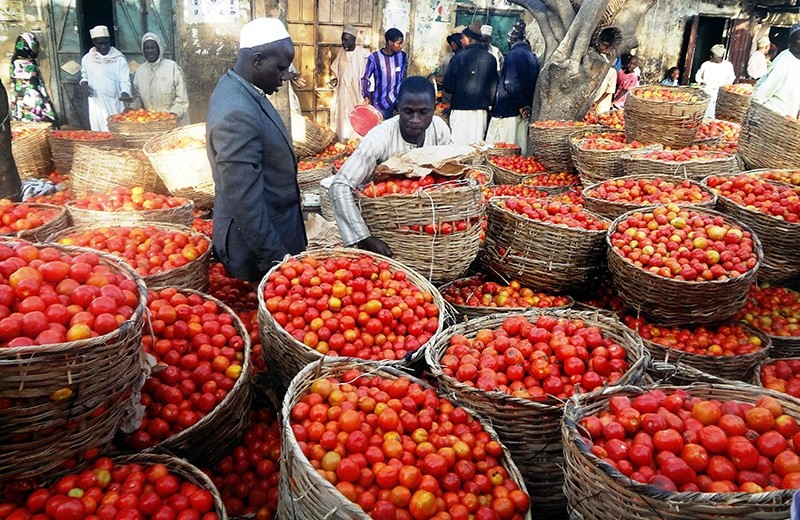 This file photo taken on January 15, 2016 shows a trader sorting baskets of tomatoes at the Yankaba vegetables market in northern Nigerian city of Kano, on January 15, 2016. (AFP Photo)