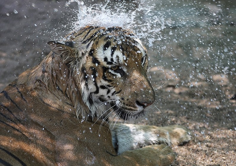 Water is sprayed on a tiger to keep it cool by at the Nehru Zoological park in Hyderabad, India, Tuesday, April 26, 2016. (AP Photo)