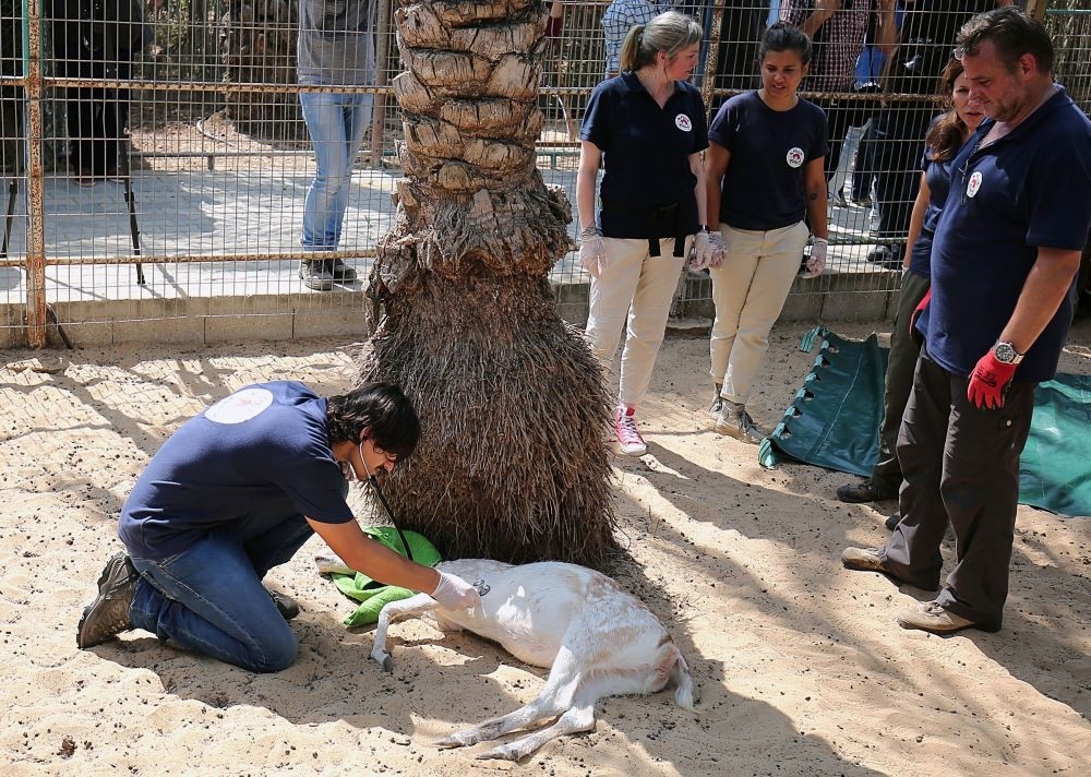 A member of animal welfare charity ,Four Paws, checks a sedated deer at the zoo.
