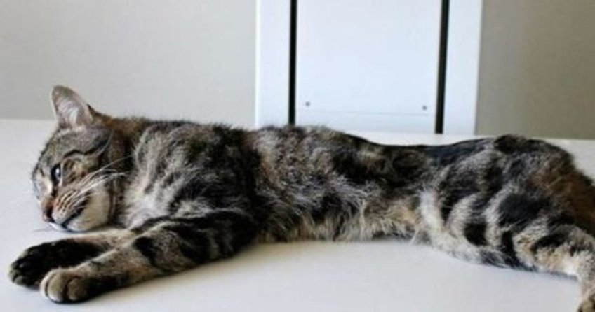 Evde yalnız bırakılan 13 kedi birbirini yedi