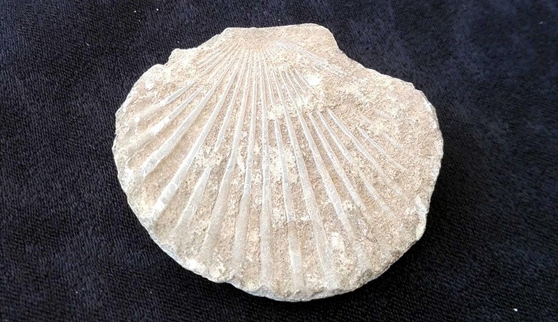 Turkish teacher discovers 15 million-year-old fossils in southern Antalya province