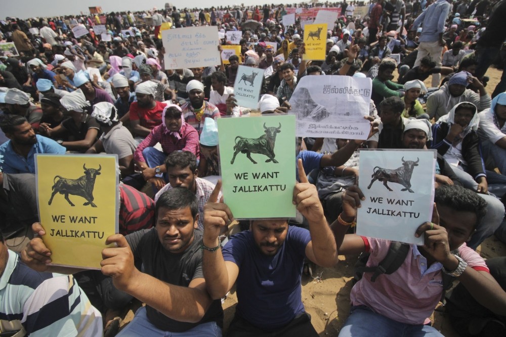 Protestors hold placards demanding Jallikattu, a traditional bull-taming sport banned by Indiau2019s top court, be allowed to resume unhindered as thousands gather at the Marina beach in Chennai, India. 