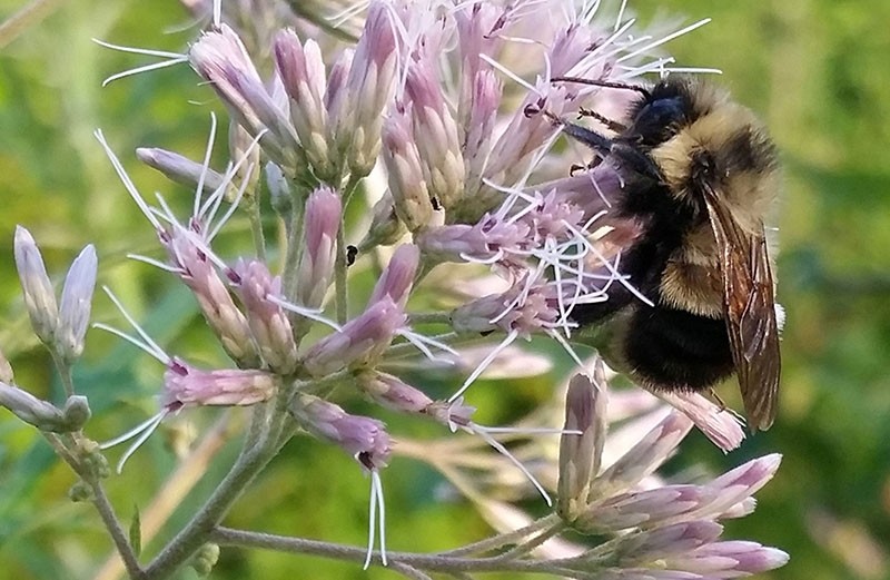  A rusty patched bumble bee which the U.S. Fish and Wildlife Service proposed listing for federal protection as an endangered species is pictured in Madison, Wisconsin, U.S. August 7, 2015. (Reuters Photo)