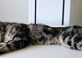Evde yalnız bırakılan 13 kedi birbirini yedi