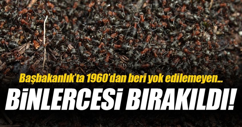 Kırmızı orman karıncaları, Çankaya Köşkü’nde nöbette
