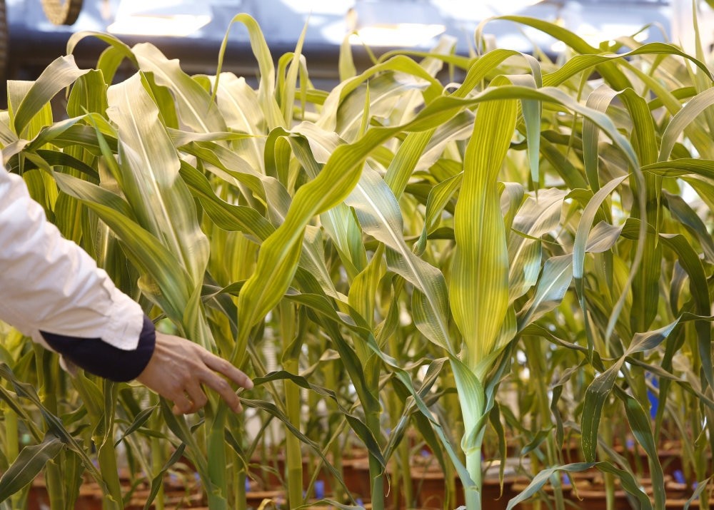 A researcher checks on corn plants in a green house in Syngenta Biotech Center in Beijing.