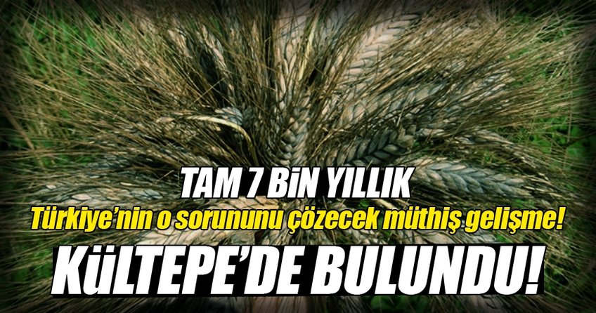 Kültepe'de bulunan 7 bin yıllık buğday Marmaris'te umut oldu