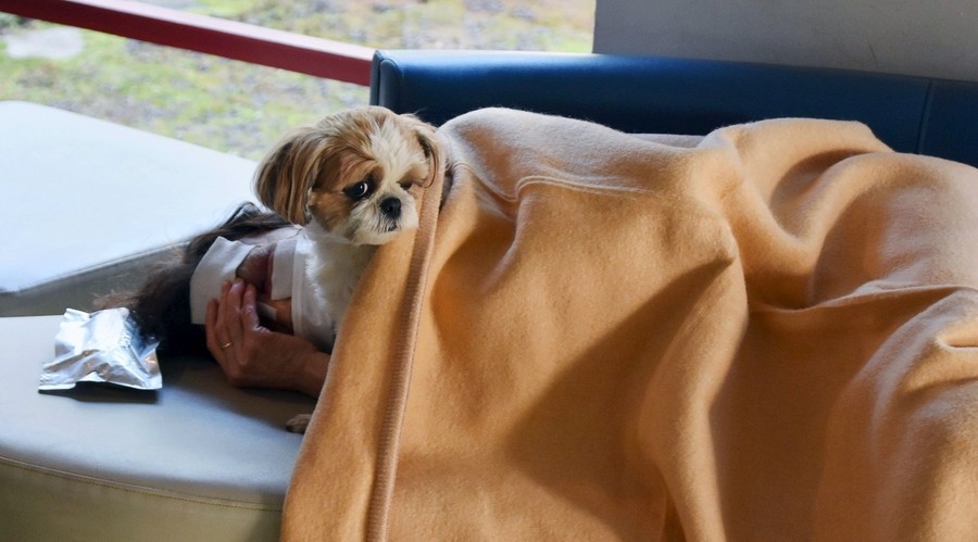 A local resident rests with a pet dog at an evacuation center after an earthquake in Mashiki town, Kumamoto prefecture, southern Japan, in this photo taken by Kyodo April 15, 2016. (REUTERS Photo)