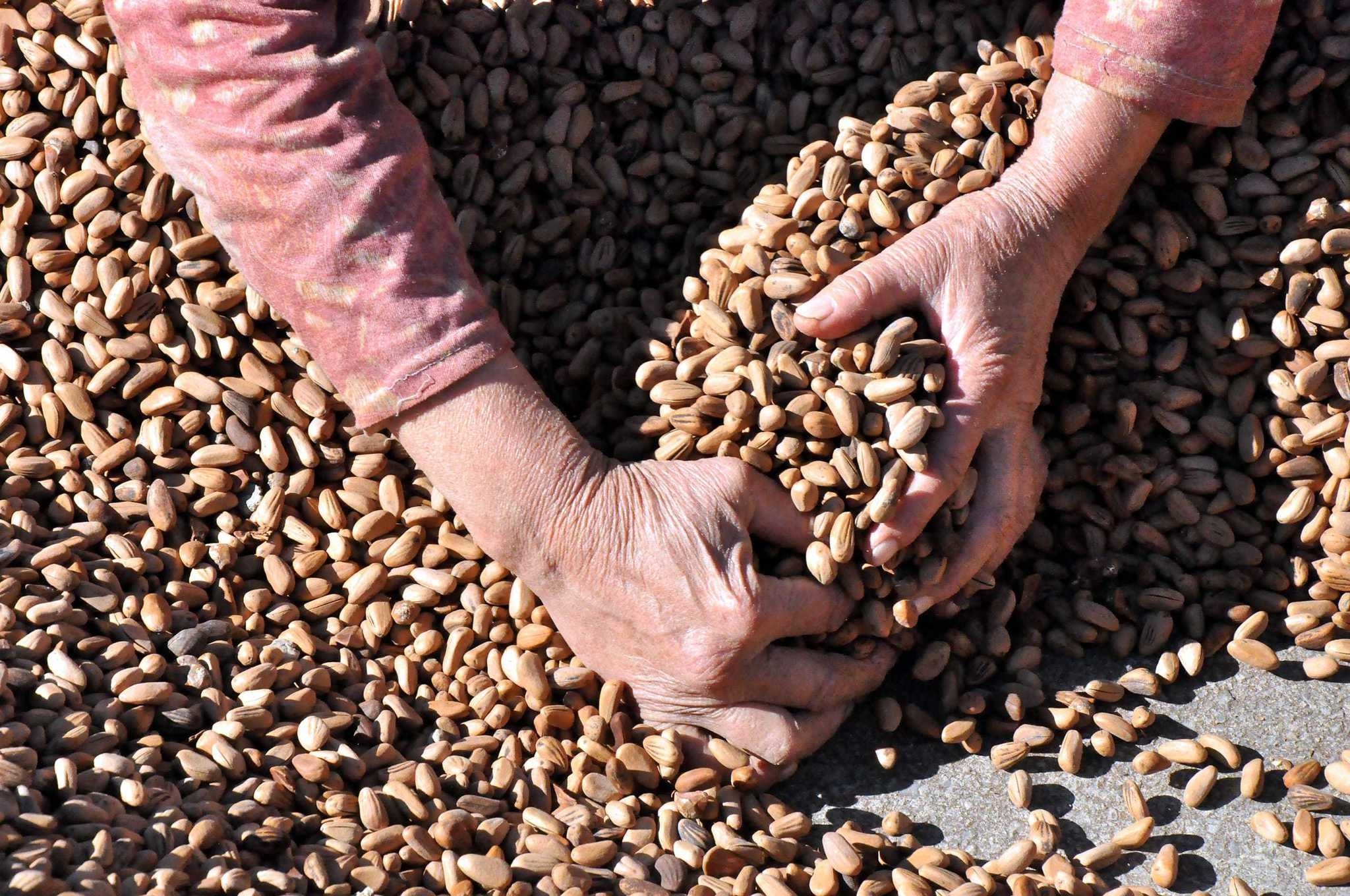 Per capita income of the 16 villages located in Kozak was $14,000 before global warming caused a severe reduction in the local pine nut production.