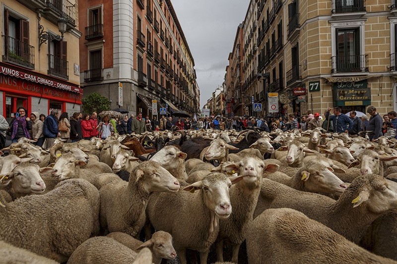  Shepherds lead their sheep through the center of in Madrid, Oct. 23, 2016. (AP Photo) 