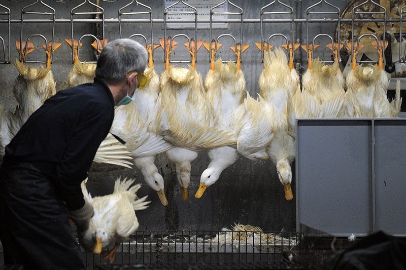 A masked staff member of a poultry market sorts out ducks in Taipei on April 26, 2013. (AFP Photo)