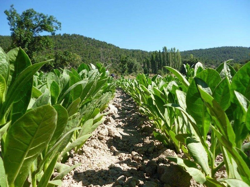 Tobacco field. (IHA photo)