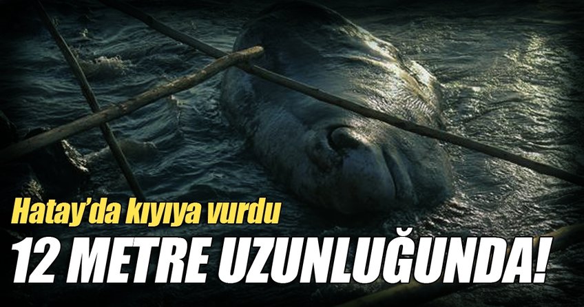 12 metrelik dev balina Hatay'da kıyıya vurdu