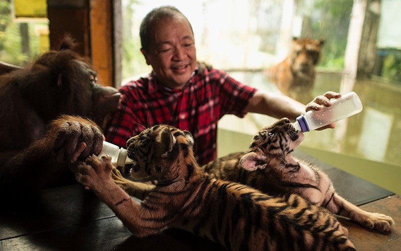 Zoo owner Manny Tangco feeds two tiger cubs named ,Tiger Duterte, and ,Tiger Leni,, after Philippine President Rodrigo Duterte and Vice President Leni Robredo, at the Malabon Zoo in Manila on July 14, 2016. (AFP Photo)