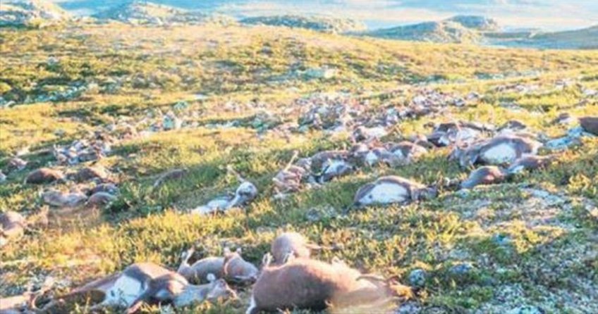 323 geyiğe yıldırım düştü