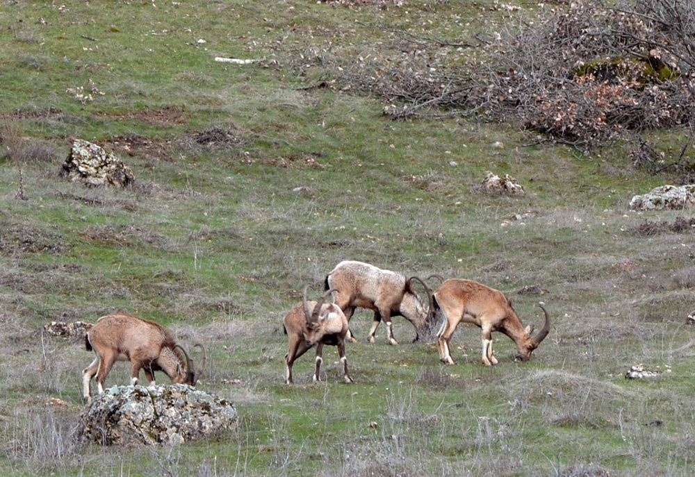 Wild goats, prevalent in central Turkey and in mountainous areas, are popular among foreign hunters.