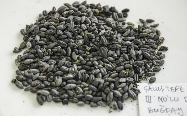2,800-year-old seeds found in Turkey to be replanted