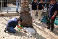 A member of animal welfare charity ,Four Paws, checks a sedated deer at the zoo.