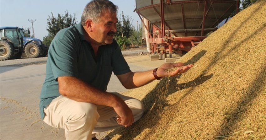 Çeltik hasatında sona gelindi