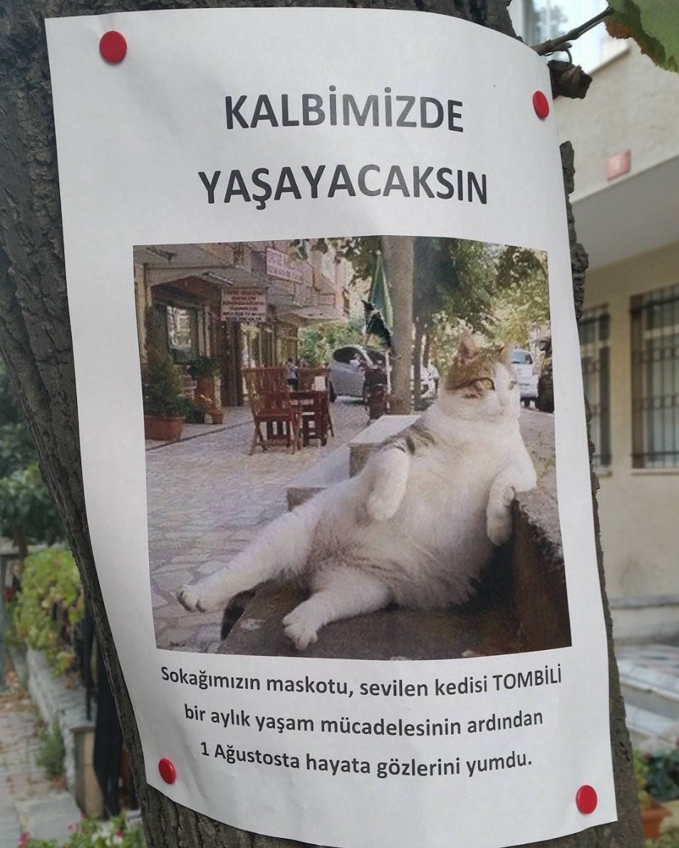 Istanbul’s social media phenomenon cat Tombili passes away