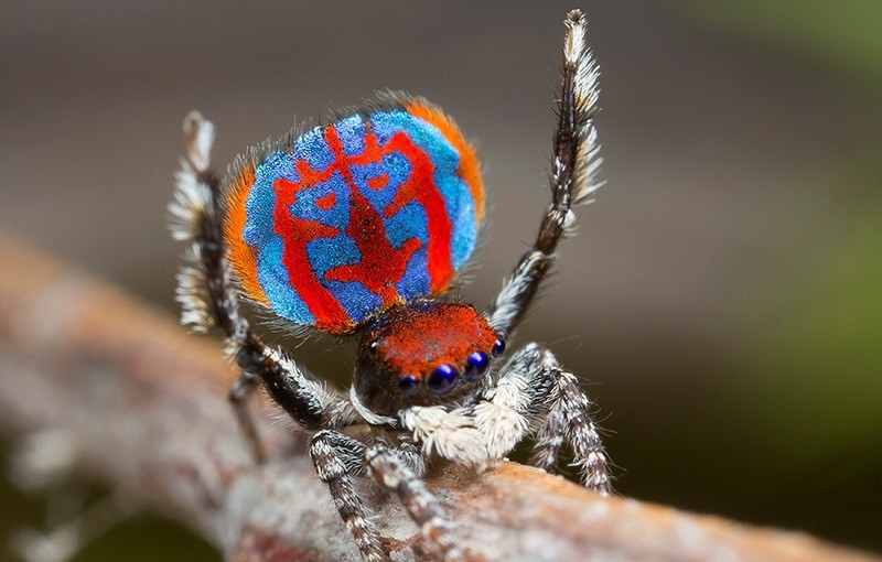 A specimen of the newly-discovered Australian Peacock spider, Maratus Bubo, shows off his colourful abdomen in this undated picture from Australia (Reuters Photo)