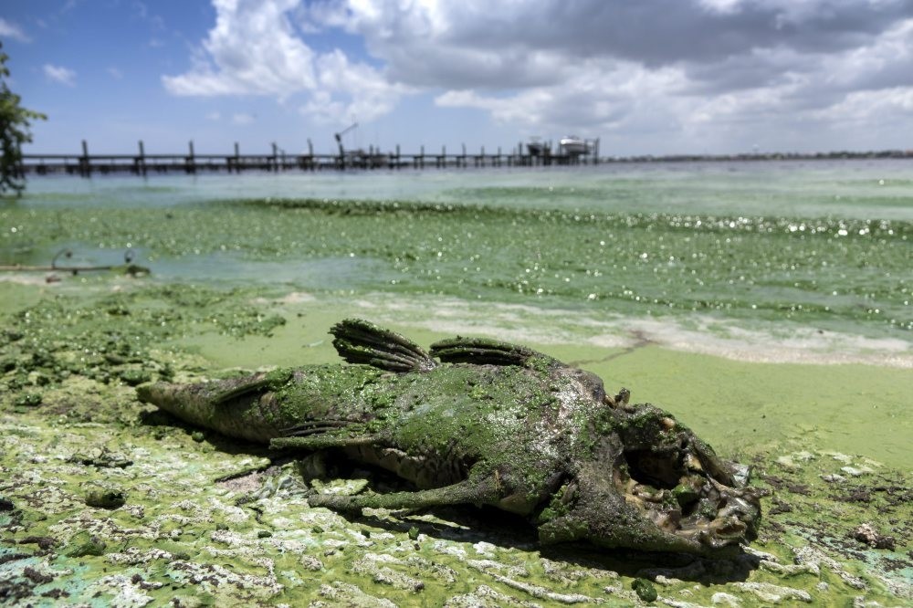 A dead fish at the Central Marinau2019s entrance in Stuart, Florida, contaminated by Blue-Green Algae from the Lake Okeechobee. Some of the South Florida Beaches have had to be closed due to the Blue-Green Algae, from Lake Okeechobee.
