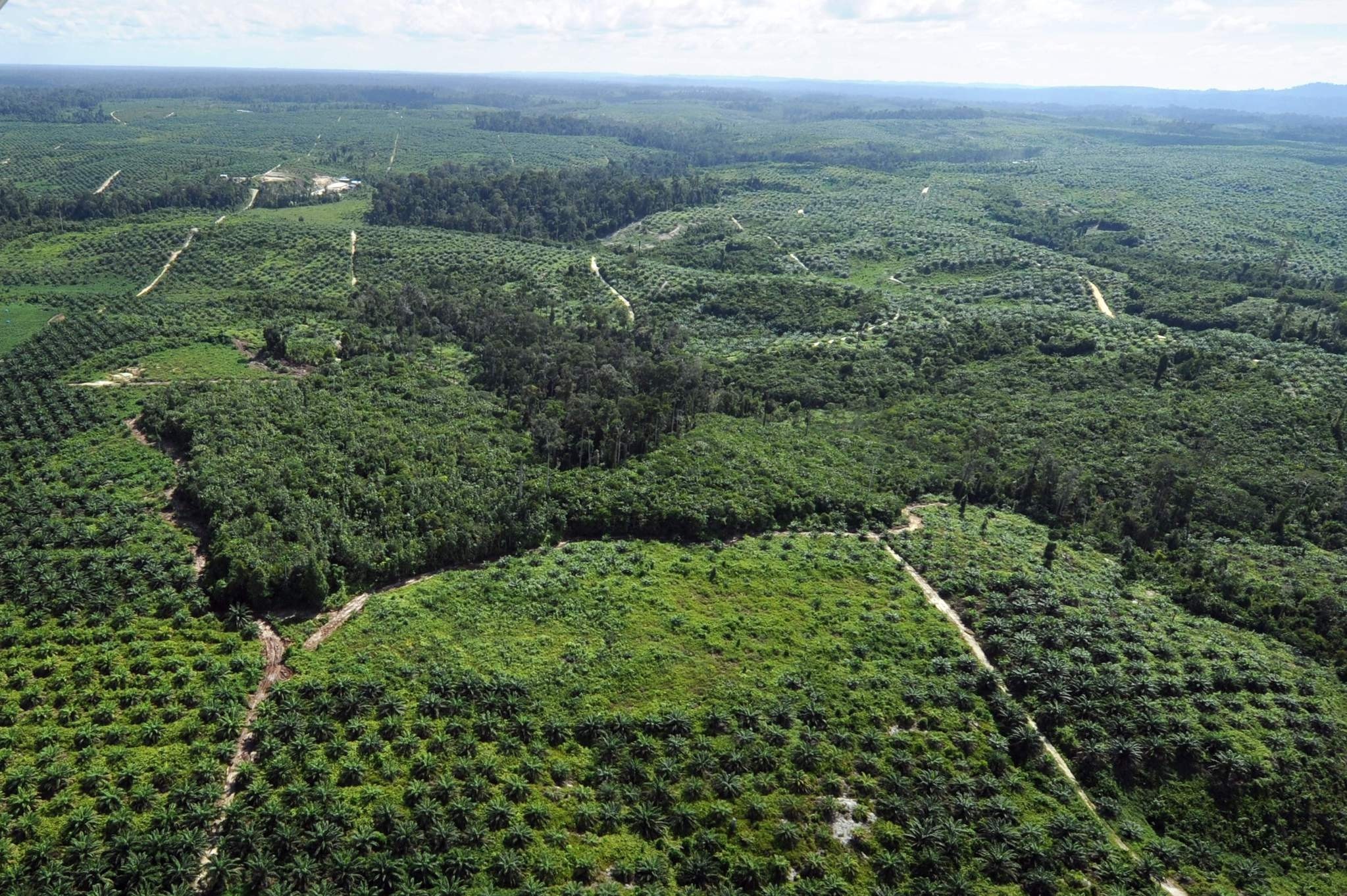 This file picture taken on June 7, 2012 shows a palm oil plantation that has been carved out from a forest in central Kalimantan province in Indonesia's Borneo island. (AFP Photo)