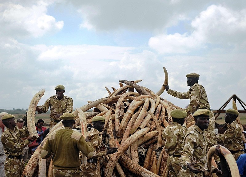 Kenya Wildlife Services (KWS) rangers piling up elephant ivory onto a pyre at Nairobi's national park in preparation for a historic burning of tonnes of ivory, rhino-horn and other confiscated wildlife trophies, on April 20, 2016. (AFP Photo)