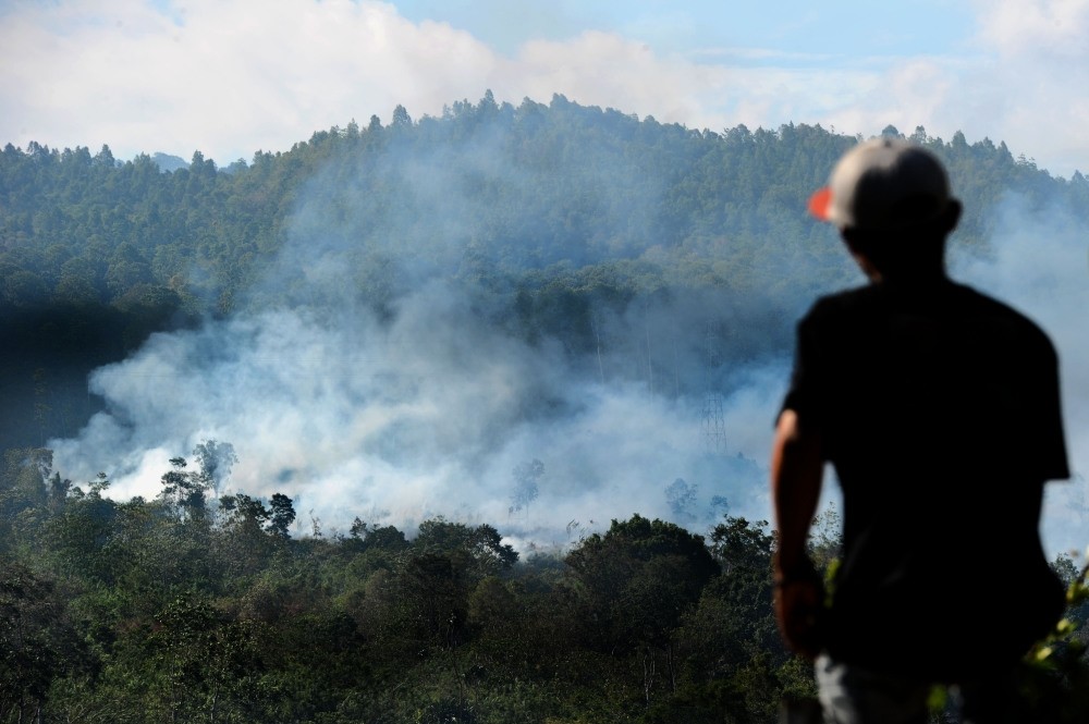 Forests in Indonesia are being cleared for palm oil and pulpwood plantations.