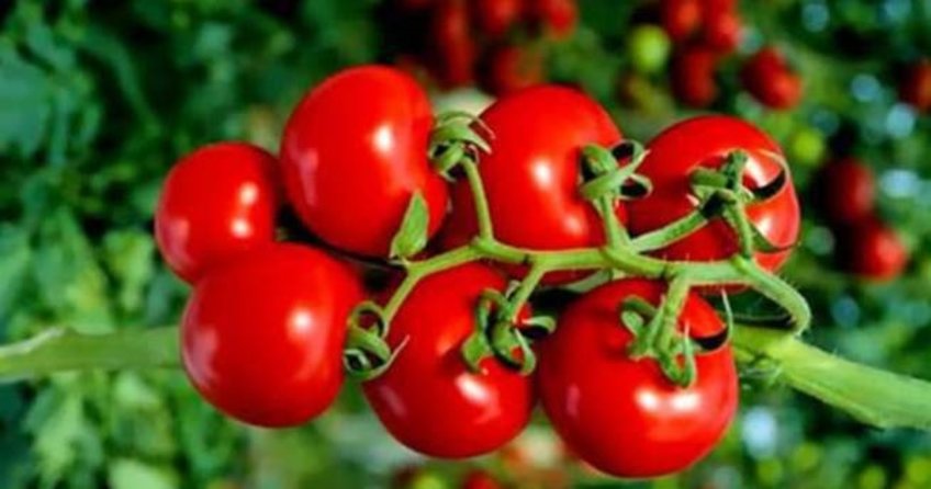 Temmuz ayında en fazla domatesin fiyatı arttı