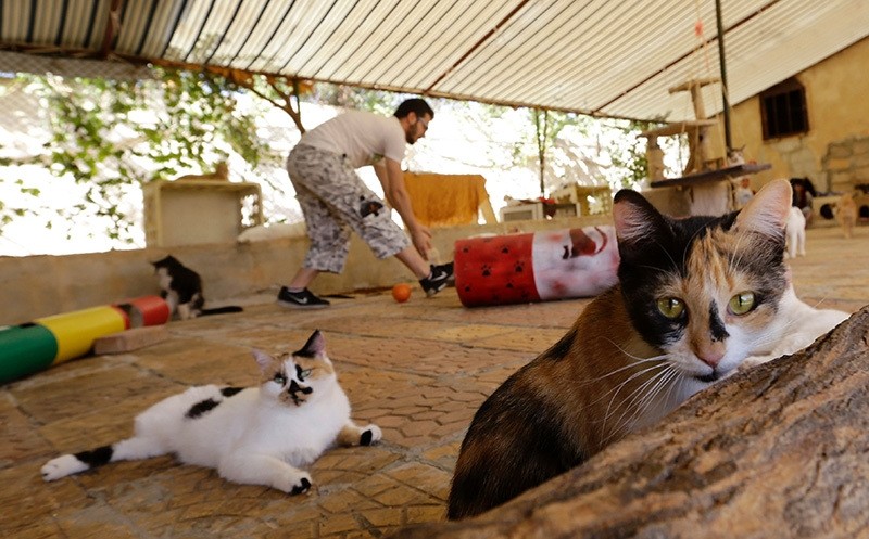 A Syrian volunteer walks amidst animals at a farm-turned-shelter run by the Syrian Team for Animal Rescue (STAR), in Sahnaya. (AFP Photo)