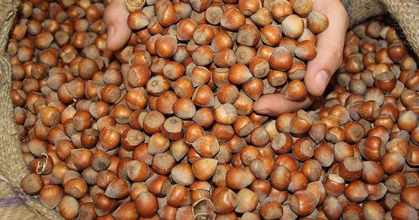 Fındık fiyatında düşüş sürüyor