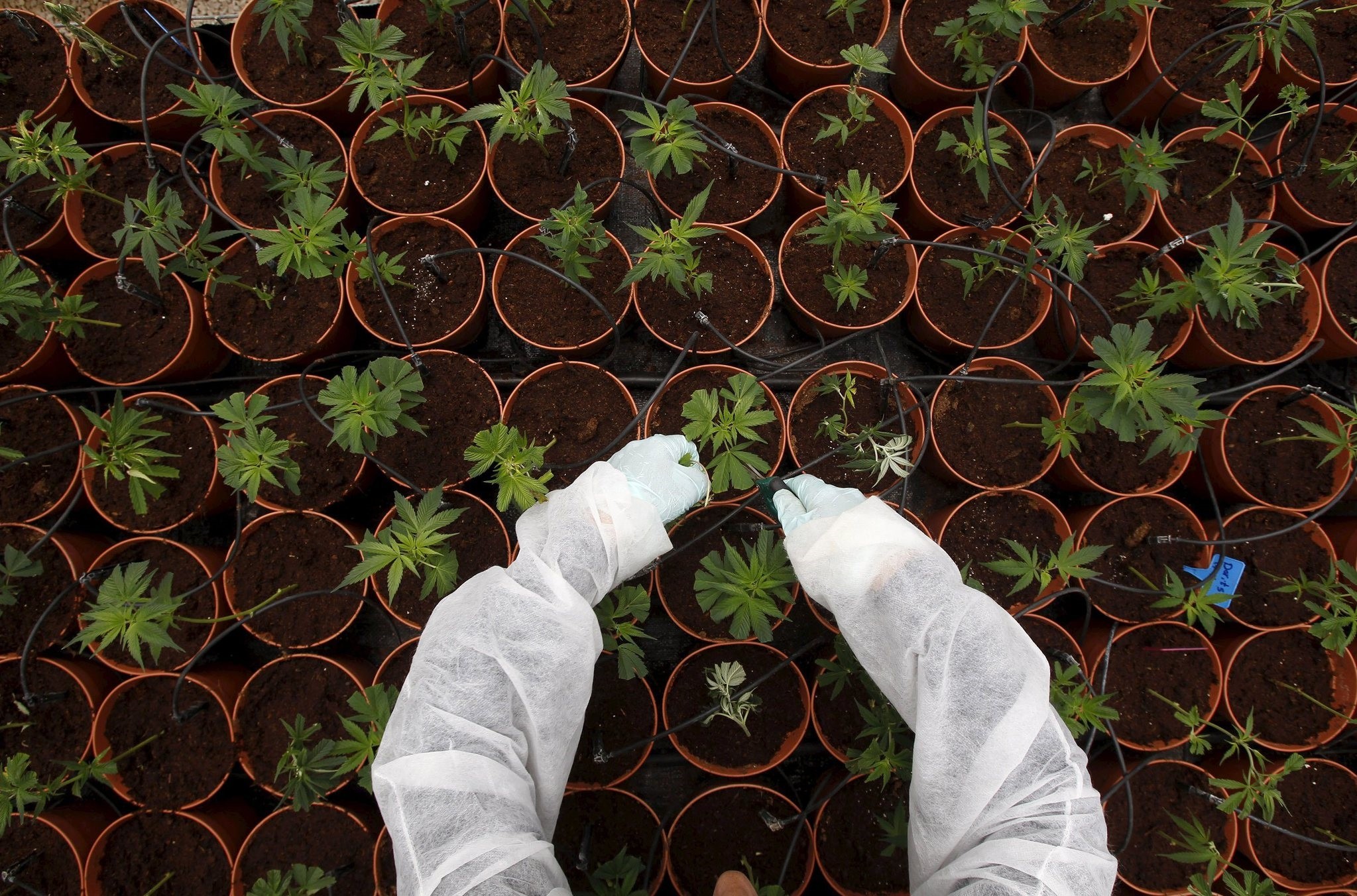 A worker tends to cannabis plants at a plantation near the northern Israeli city of Safed, in this June 11, 2012 file picture. (REUTERS Photo)