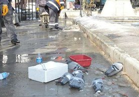 Kırıkkale'deki güvercinlerin telef olmasının nedeni belli oldu