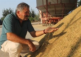 Çeltik hasatında sona gelindi