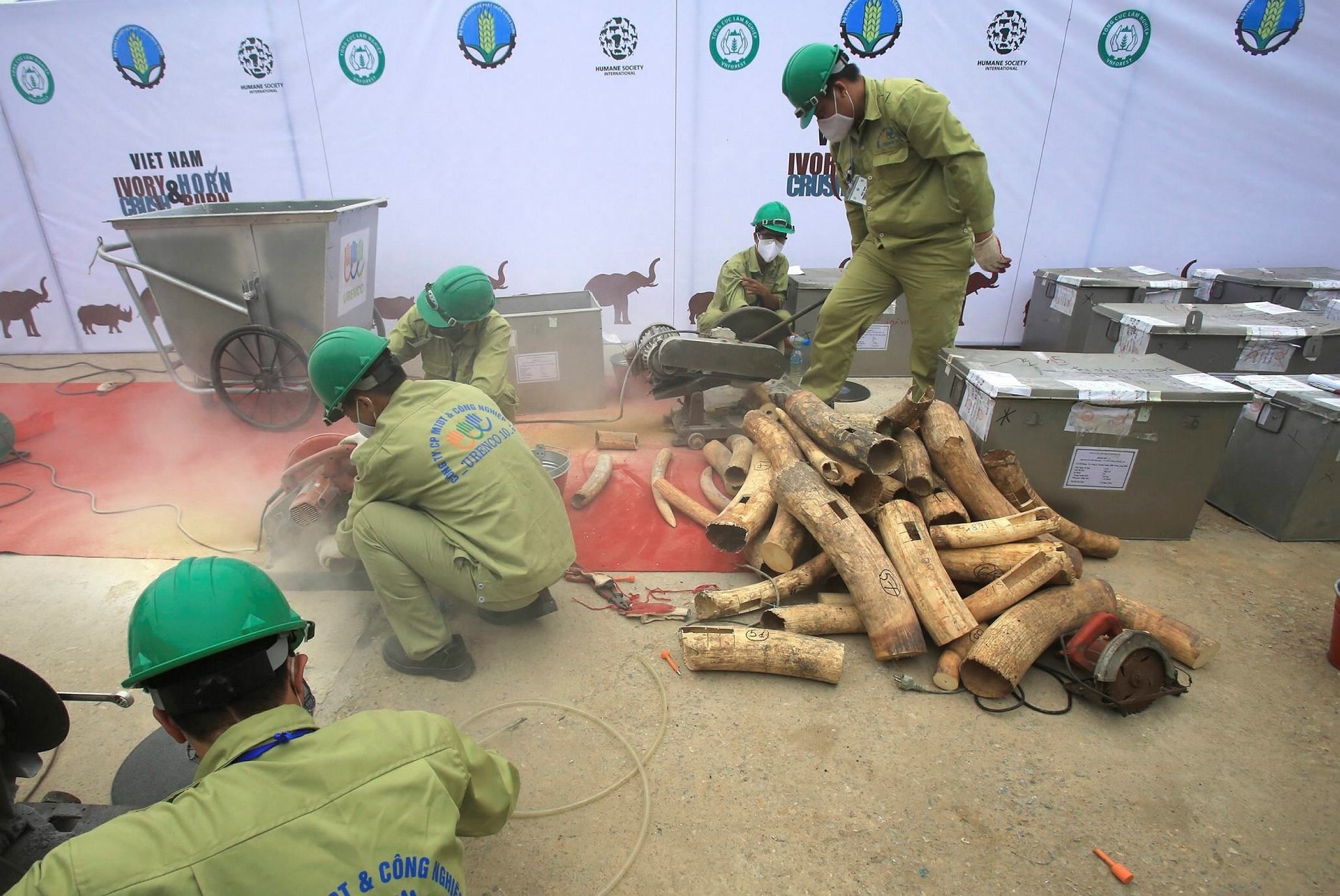 Vietnamese workers cut ivory tusks into pieces in Hanoi, Vietnam, Saturday, Nov. 12, 2016. (AP Photo)